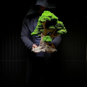 Preserved Bonsai Eternal Presved Moss, Natural Trunk, Natural Rock image 3