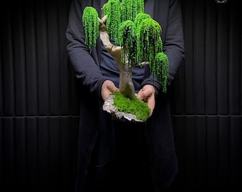 Preserved Bonsai Weeping Willow Tree "Eternal" Presved Moss, Natural Trunk, Natural rock