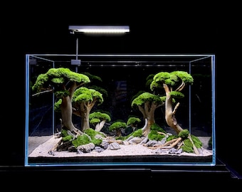 Forest for freshwater aquarium glued aquascape layout