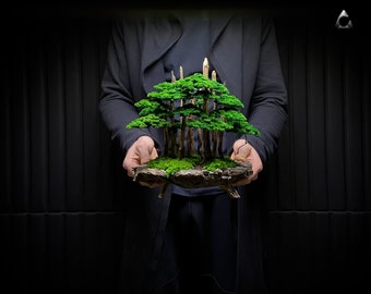 Preserved Bonsai "Eternal" Presved Moss, Natural Trunk , Natural rock