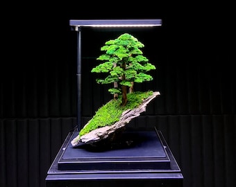 Preserved Bonsai "Eternal" Presved Moss, Natural Trunk, Natural rock