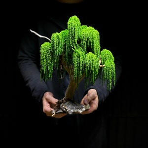 Może przedstawiać: Miniaturowe drzewko bonsai w stylu wierzby płaczącej, z żywym zielonym listowiem i teksturowanym brązowym pniem. Drzewko jest trzymane na czarnym tle, ukazując jego skomplikowane detale i kształt.