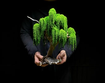 Preserved Bonsai Weeping Willow Tree "Eternal" Presved Moss, Natural Trunk, Natural rock
