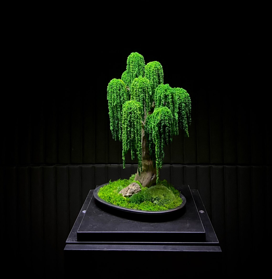 Preserved Bonsai Weeping Willow Tree eternal Etsy