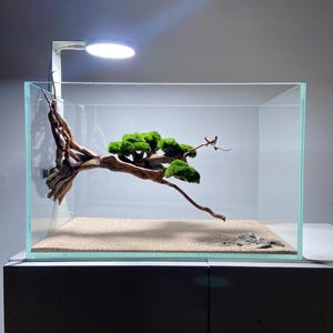 水槽用盆栽水景流木と古代石 - Etsy 日本