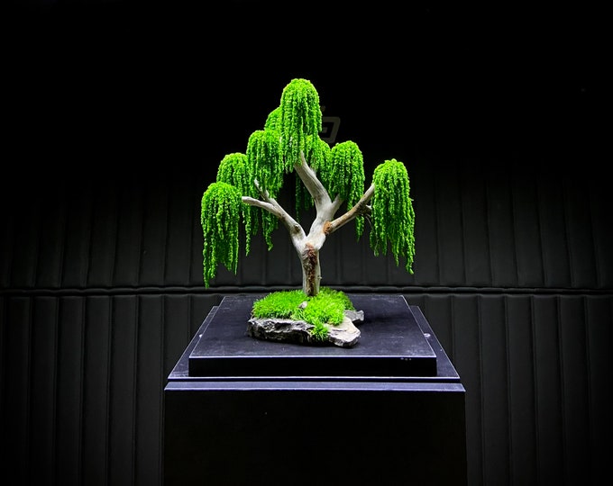 Preserved Bonsai Weeping Willow Tree eternal Presved Moss, Natural