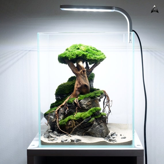 radermachera bonsai care China Doll "Bonsai" (Radermachera Sinica)