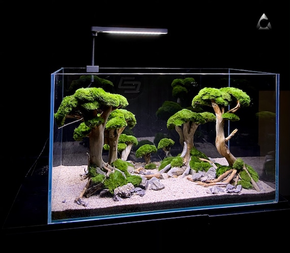 Décorations naturelles pour aquariums : Aquariophilie eau douce,  aquascaping et eau de mer et animalerie - botanic®