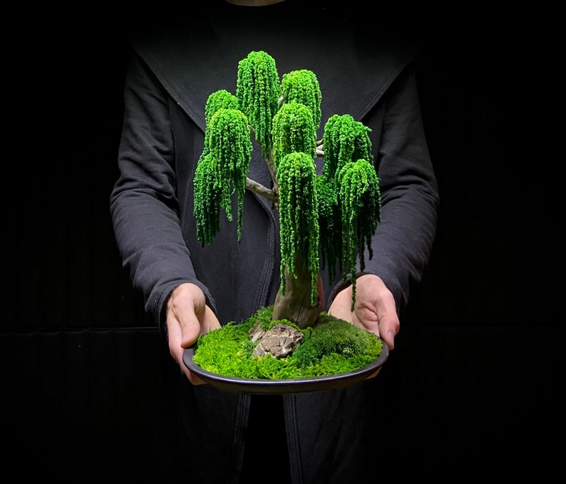 Preserved Bonsai Weeping Willow Tree eternal Etsy