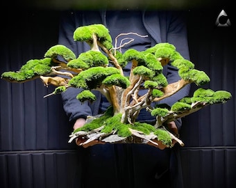 Bonsai Tree aquascape for aquarium Driftwood and Ancient Stone