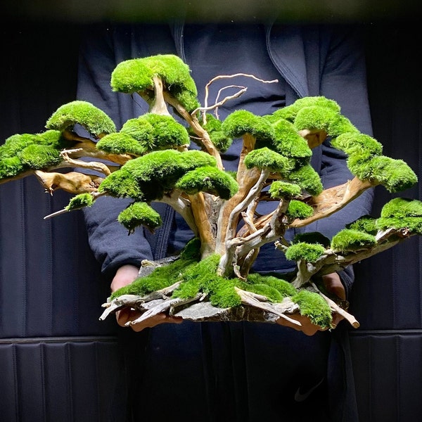 Aquarium Bonsai Tree Etsy