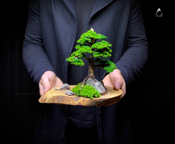 Bonsai stabilizzato Decorazione conservata eterna, decorazione di muschio, bonsai  da interno -  Italia