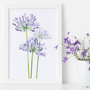 Agapanthus Print/ Blue Agapanthus Wall Art/ Contemporary Summer Florals Art Print/ Rebecca Spikings