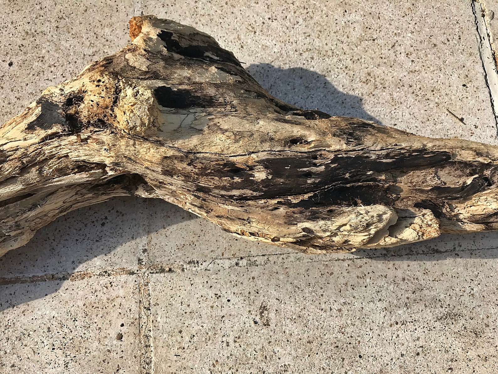 Amazing Big Driftwood Piece/Driftwood Pieces Driftwood Art Etsy