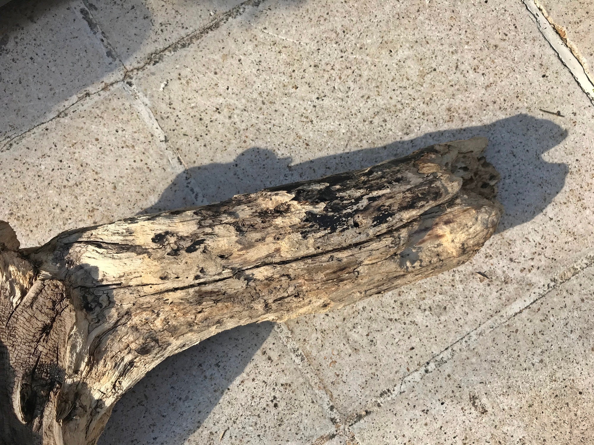 Amazing Big Driftwood Piece/Driftwood Pieces Driftwood Art Etsy