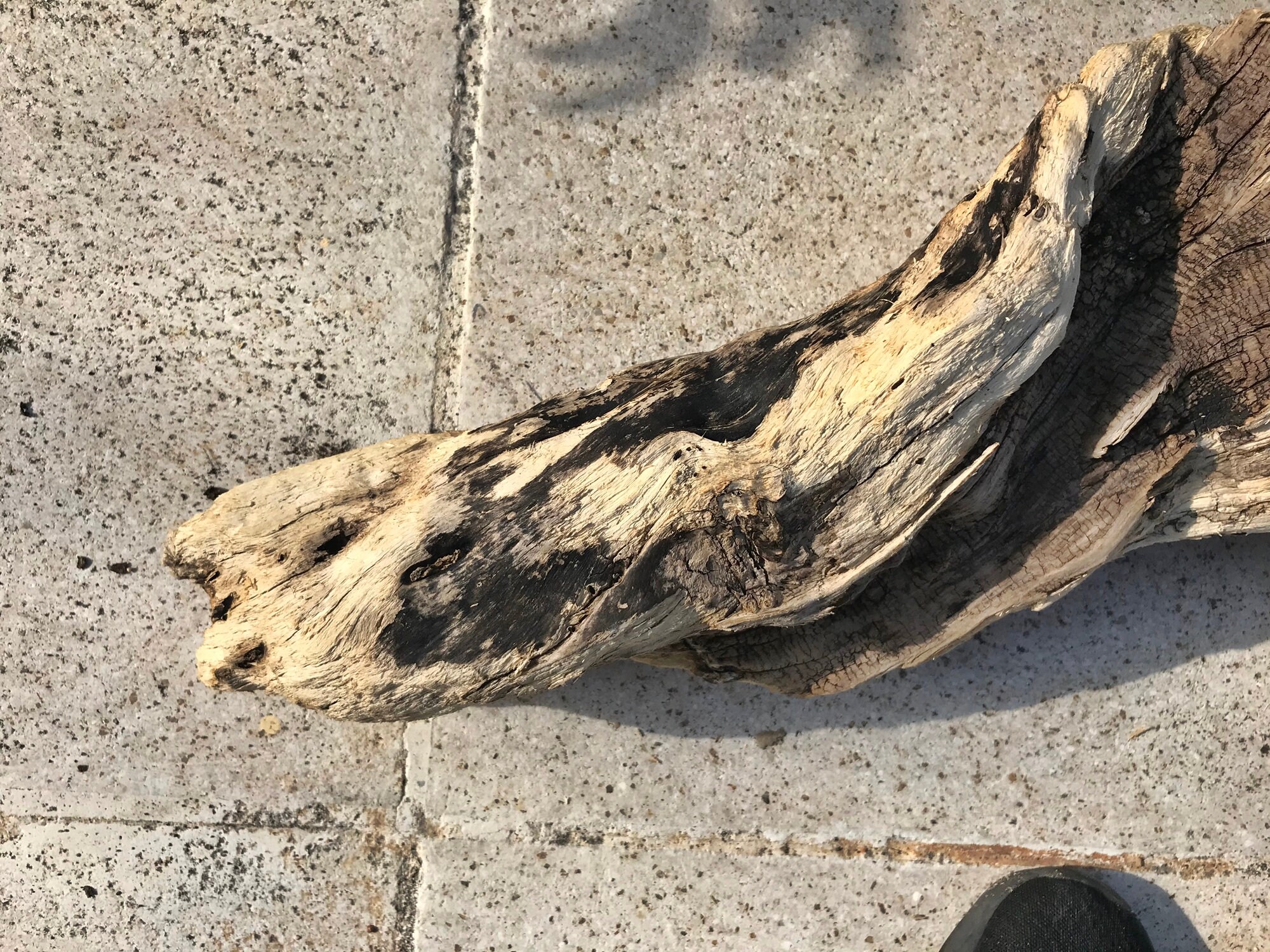 Amazing Big Driftwood Piece/Driftwood Pieces Driftwood Art Etsy