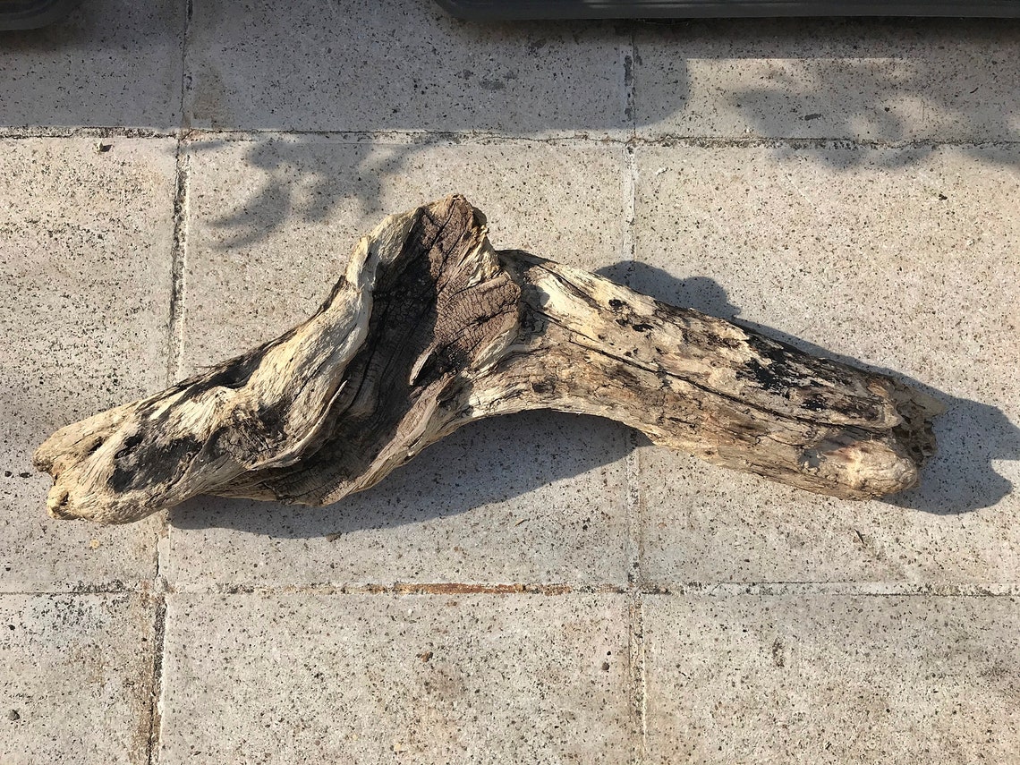 Amazing Big Driftwood Piece/Driftwood Pieces Driftwood Art Etsy