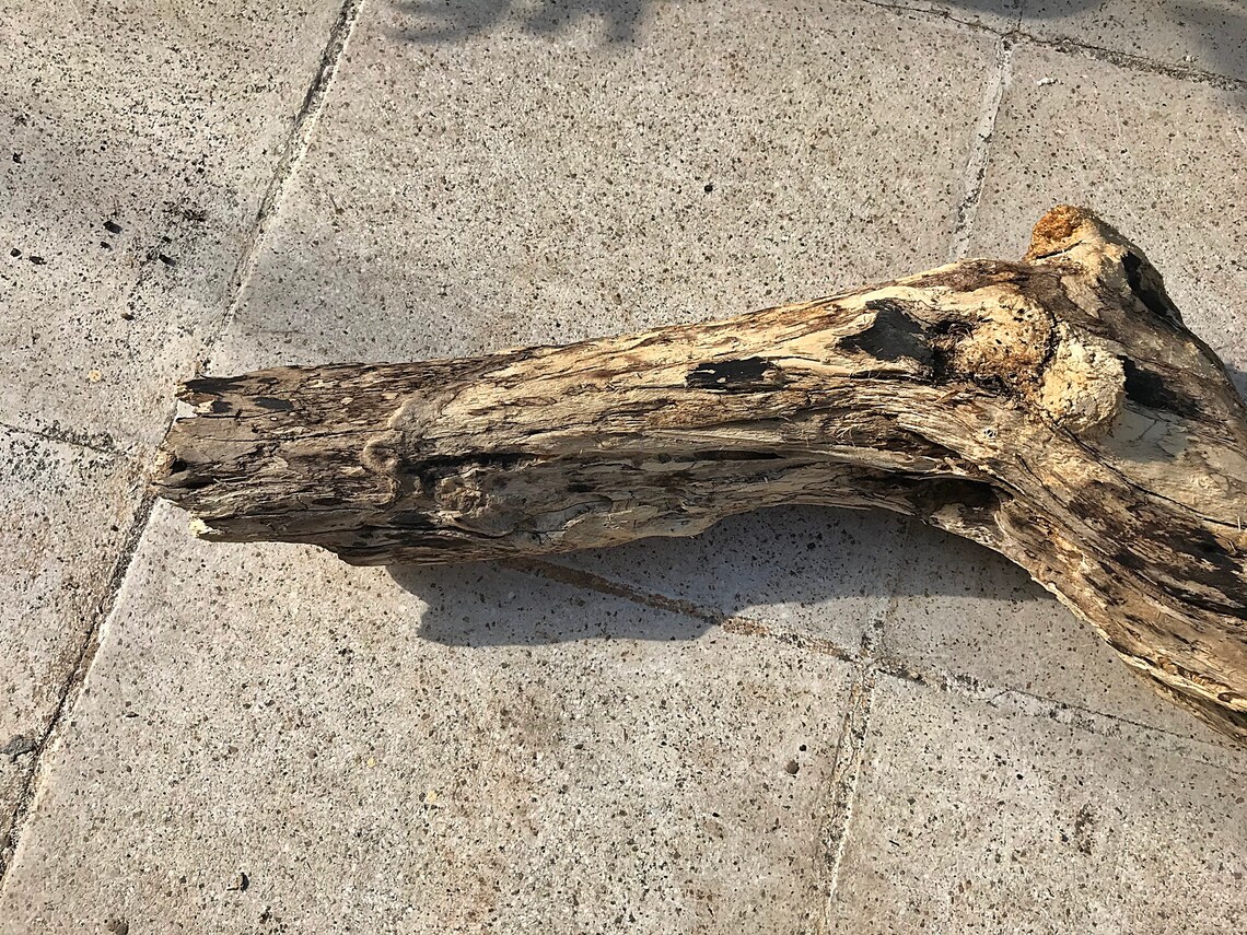 Amazing Big Driftwood Piece/Driftwood Pieces Driftwood Art Etsy