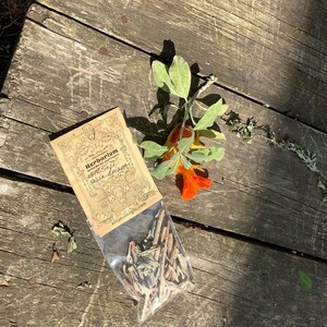 White Sage Salvia apiana