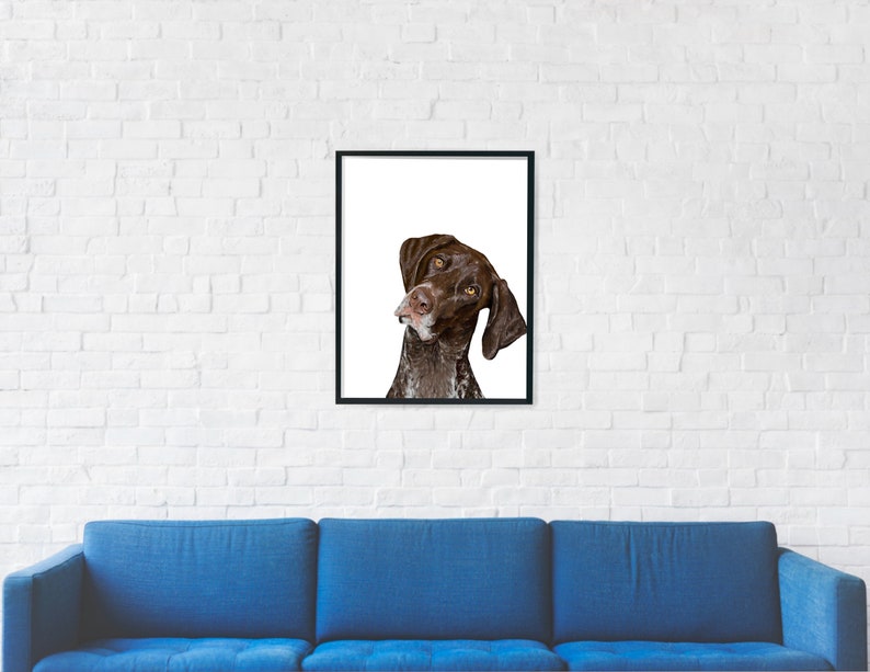 May include: A brown and white German Shorthaired Pointer dog looking up with its head tilted to the side. The dog has brown eyes and a black nose. The dog is in front of a white background.