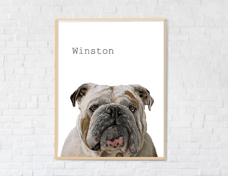 May include: A digital illustration of a white and brown bulldog with the name "Winston" printed above it.
