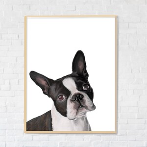 Boston Terrier Print digital print, instant download, Boston terrier gifts, Boston illustration, trending now image 6