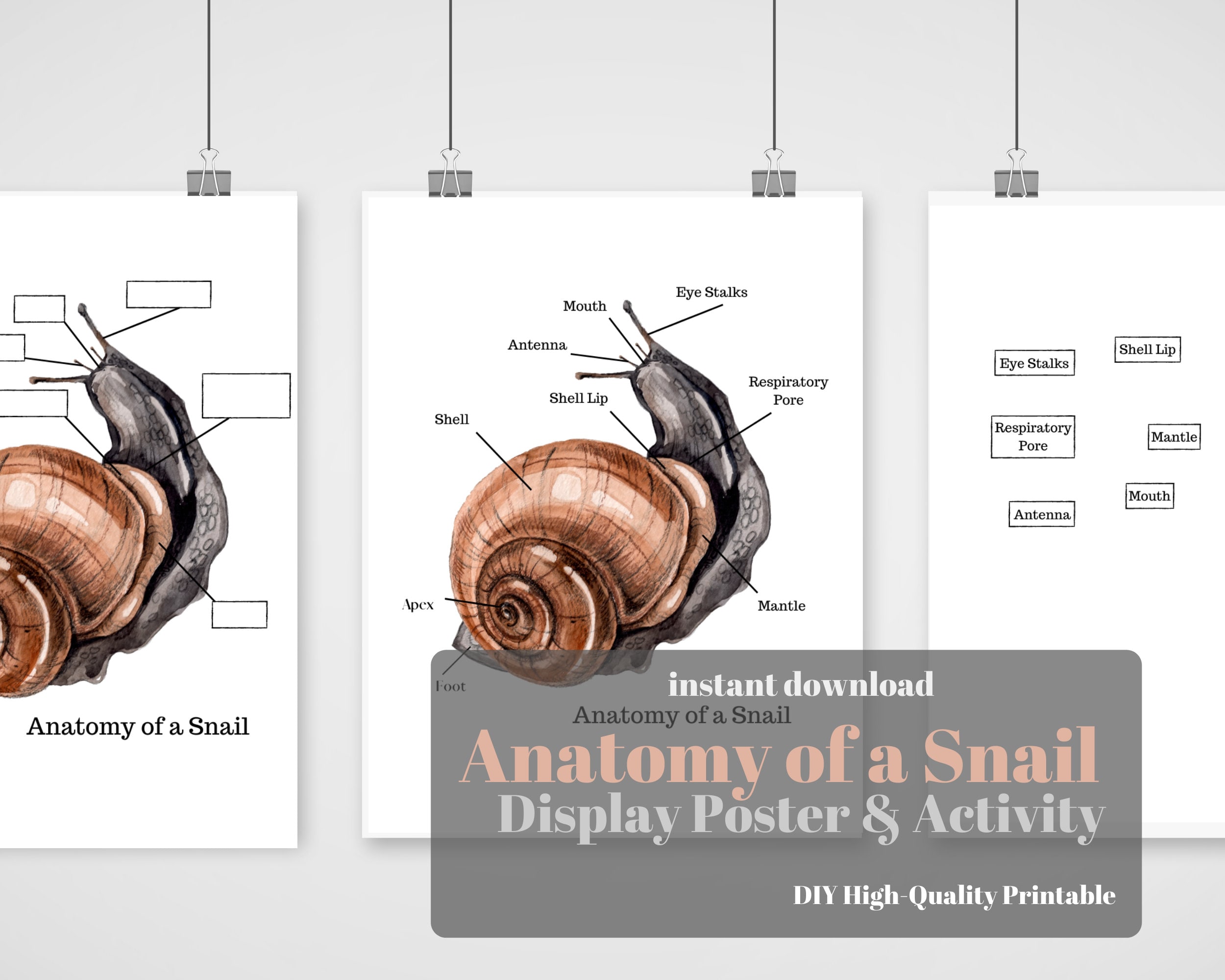 Anatomy of a Snail Poster Print Set with Bonus Activity | Etsy