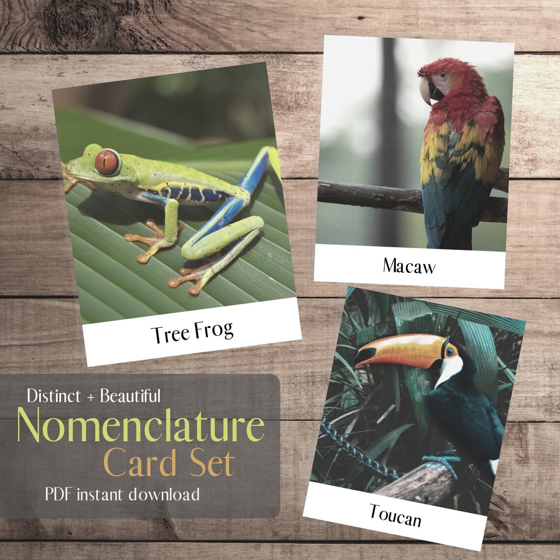 Rainforest Animal Nomenclature and Display Cards for | Etsy