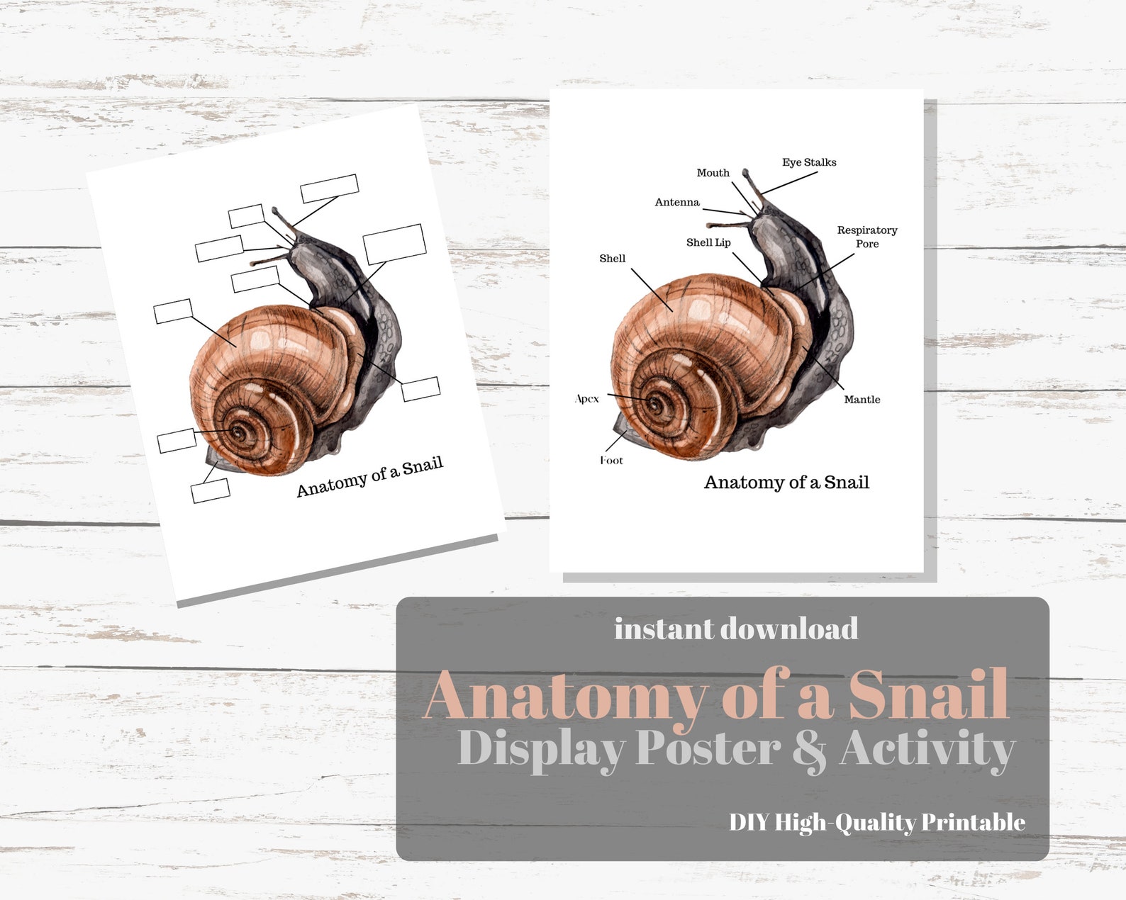 Anatomy of a Snail Poster Print Set With Bonus Activity | Etsy
