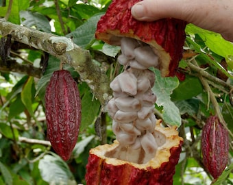 Świeże nasiona kakaowca do sadzenia rzędów ziaren kakaowych Theobroma Coco
