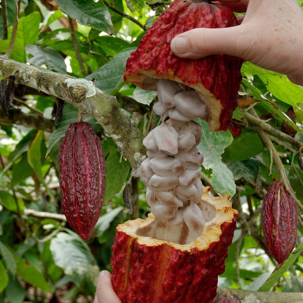 Świeże nasiona kakaowca do sadzenia rzędów ziaren kakaowych Theobroma Coco