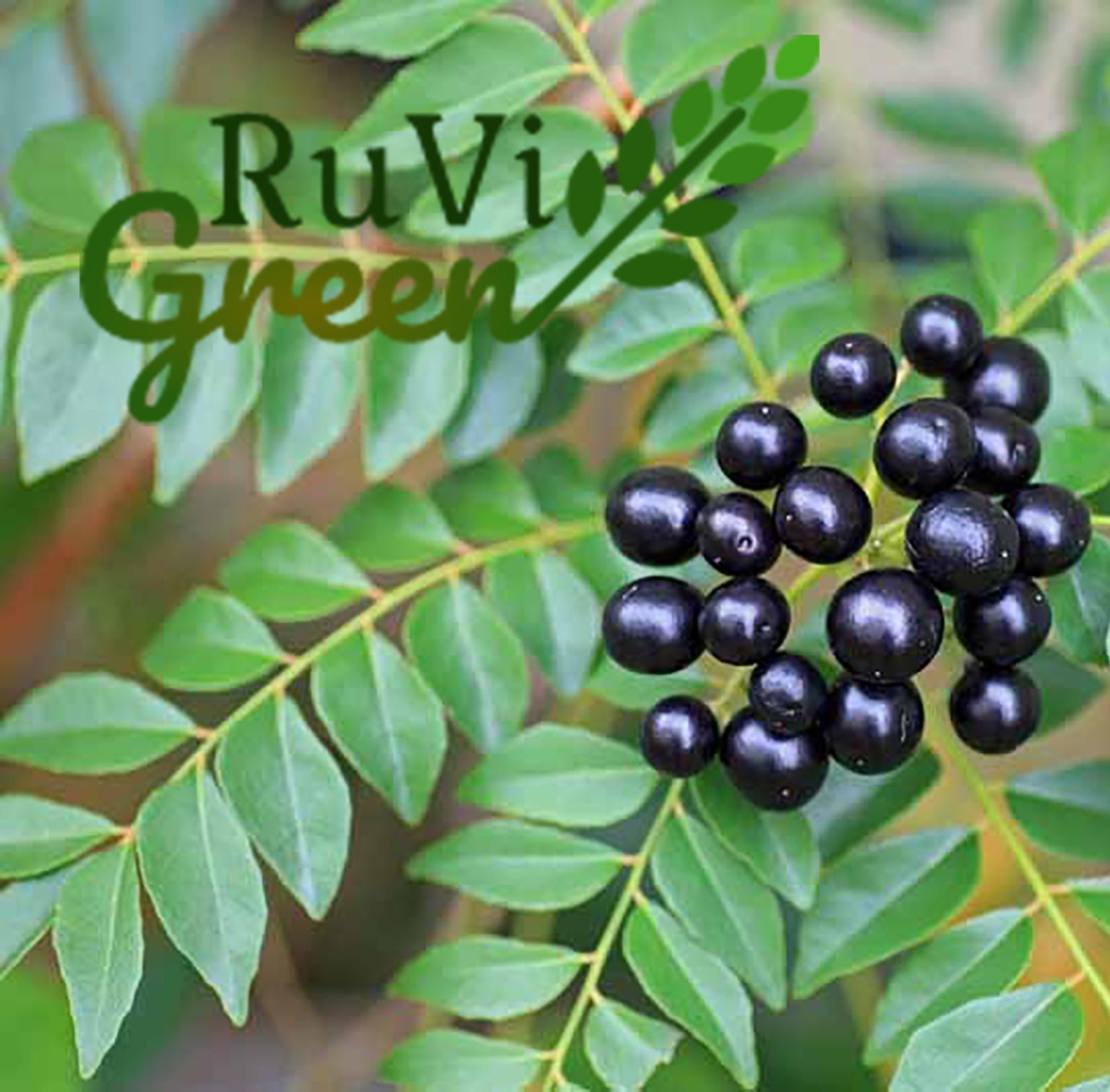 Ceylon Curry Leaf Seeds Organic Sri Lankan Sweet Nim Leaves Etsy UK