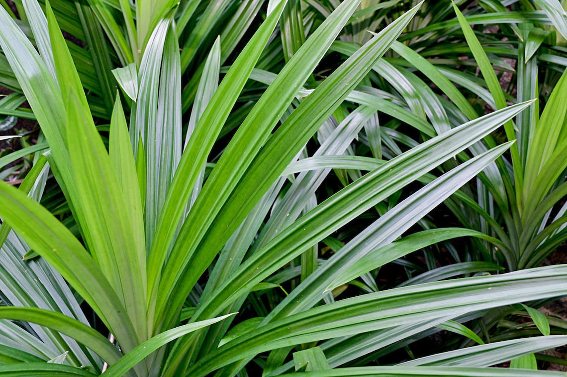 Pandan leaf Natural Organic Rampe Pandanus Plants Leaves Dry Etsy