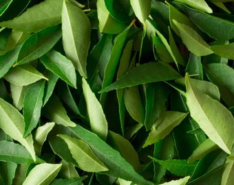 Feuilles de curry sèches de Ceylan BIOLOGIQUES Feuilles de curry séchées cultivées à la maison, Murraya koenigii, Bergera koenigii