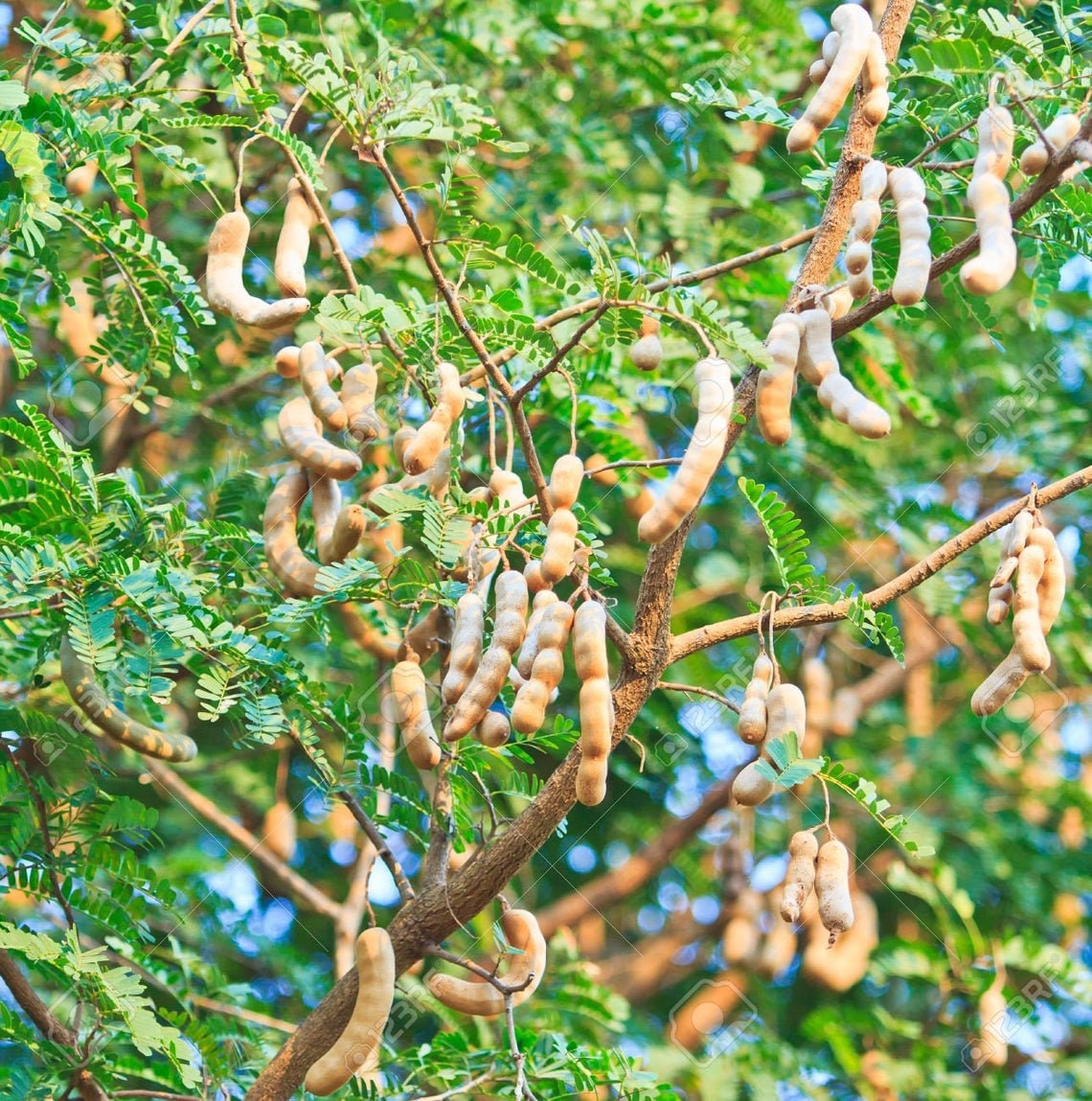 Ceylon Tamarind Seeds Grow in a Pot as a Bush or Tree Etsy