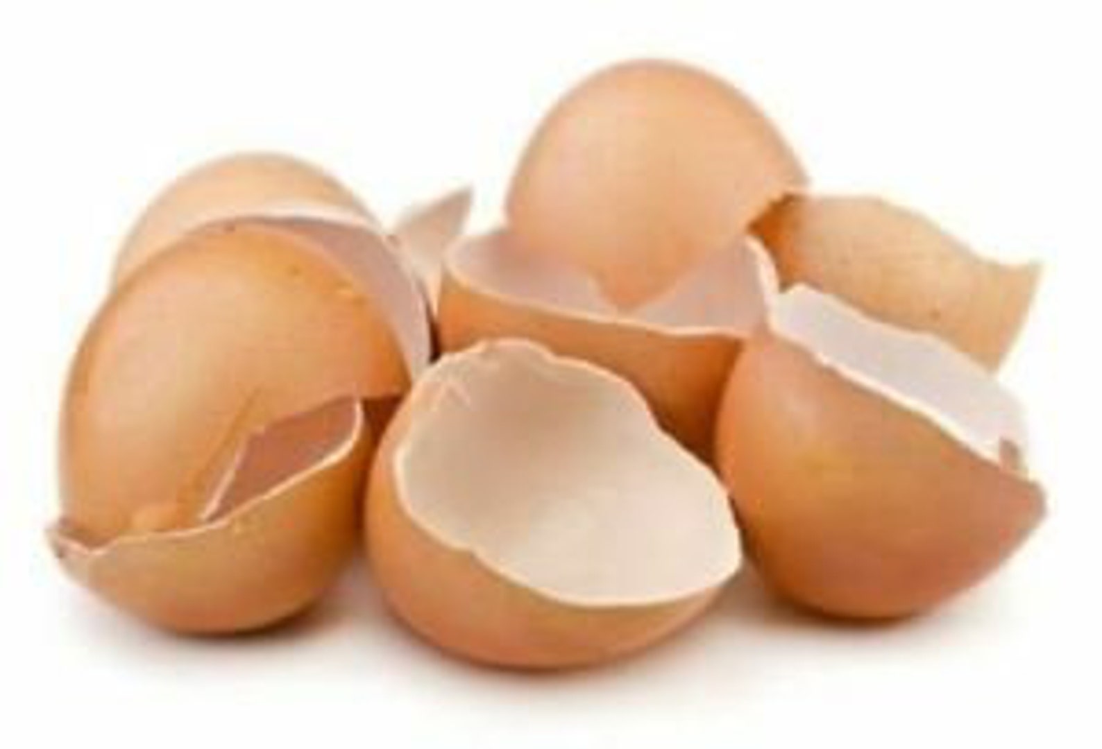 Egg Shell Powder Calcium home Made Food Grade Eggshell Etsy
