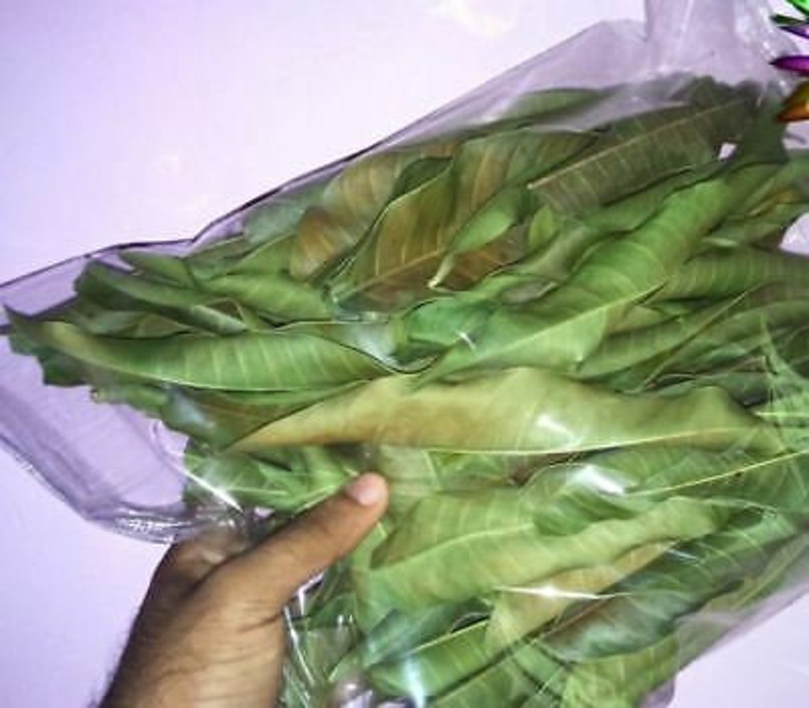 30 Fresh Dried Mango leaves 100 ORGANIC Medicine Natural Etsy