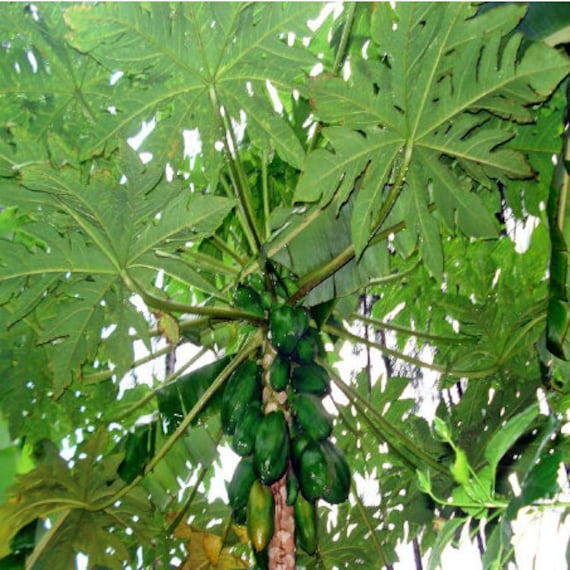 Fresh Papaya Leaves Picked Fresh to Ship Certified Fresh Etsy