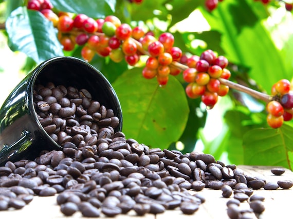 Coffee seed outlet