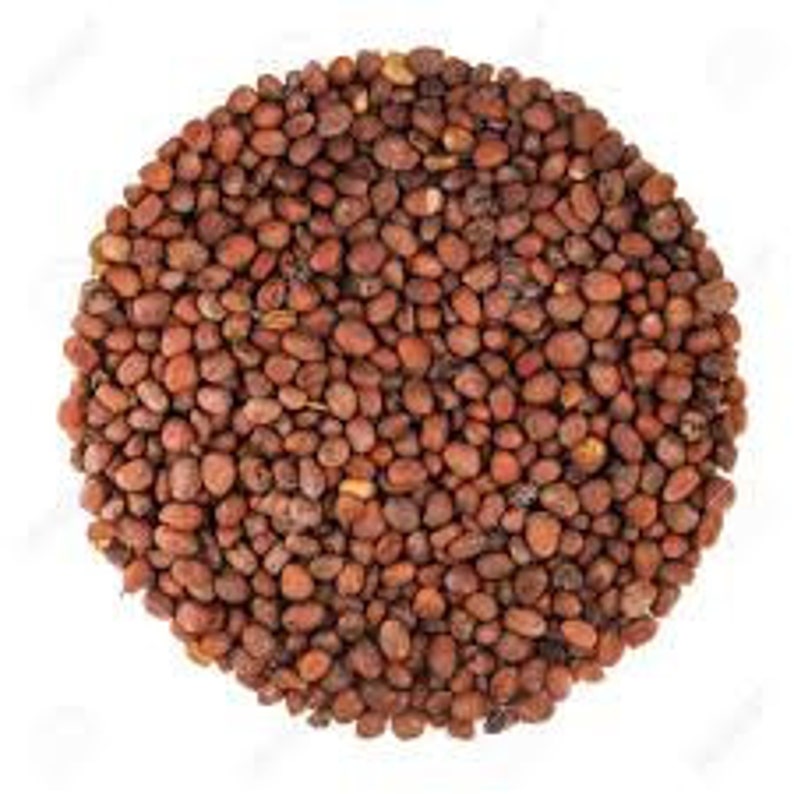 Long Radish Seeds Pack for Home Garden From Sri Lanka Ceylon Etsy