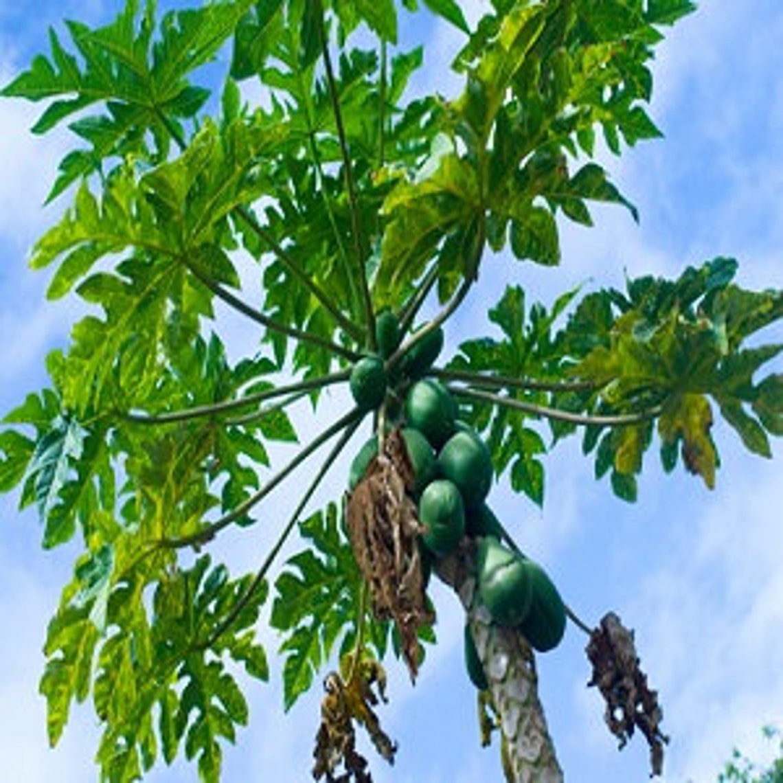 Fresh Papaya Leaves Picked Fresh to Ship Certified Fresh Etsy