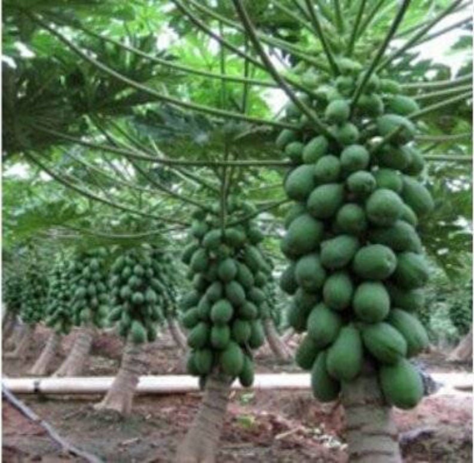 Hybrid Papaya Seeds From Sri Lanka Ceylon Products Home Garden Etsy