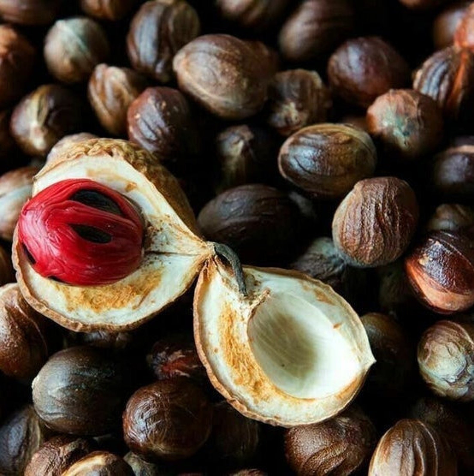 Ceylon Nutmeg Whole With Shell High Quality Organic Herbs Etsy