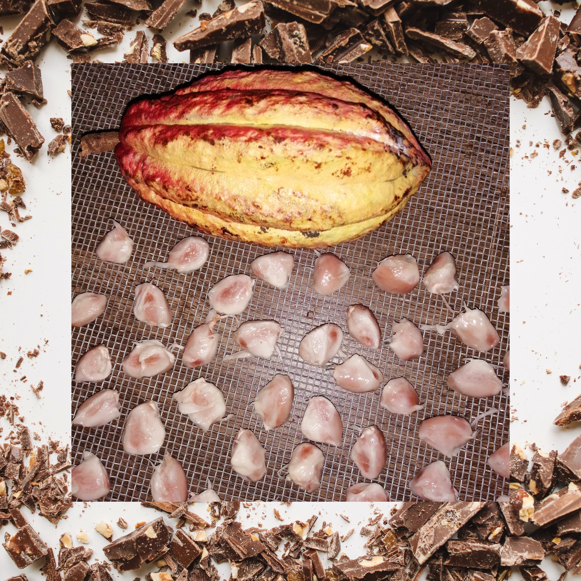 Kakao Frön (Theobroma cacao) - Pris €4.00