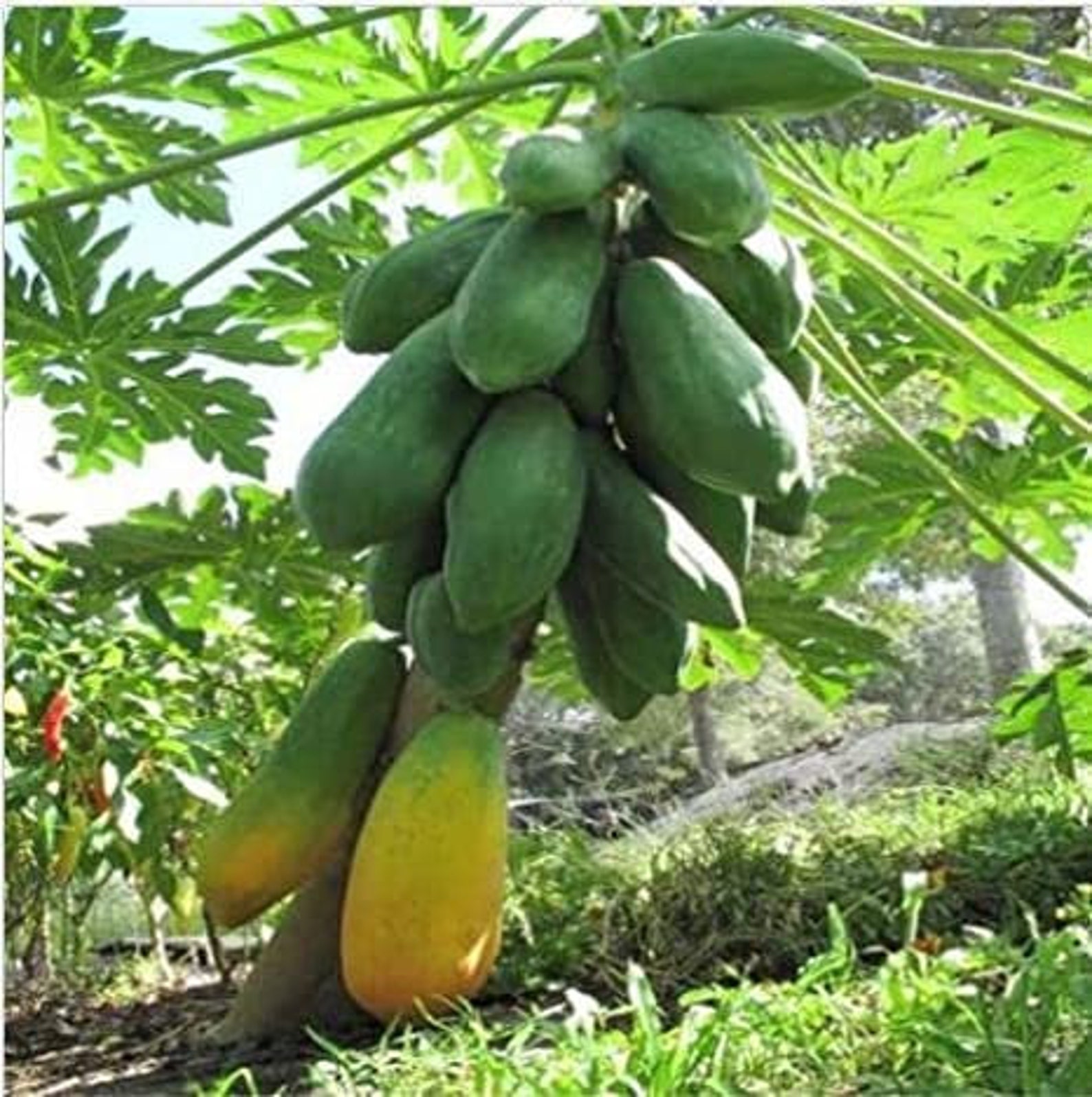 Hybrid Papaya Seeds From Sri Lanka Ceylon Products Home Garden Etsy