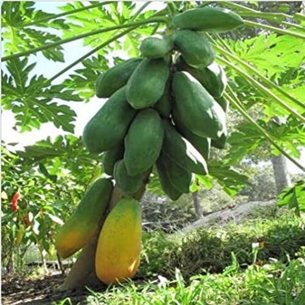 hybrid papaya seeds from sri lanka ceylon products home garden seeds organic