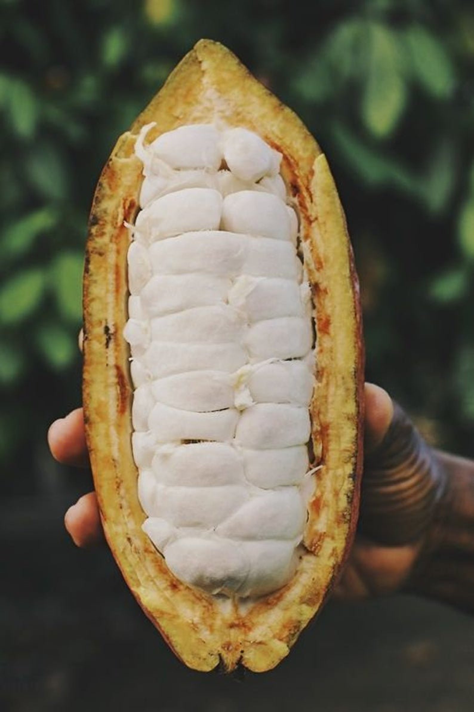 Cocoa Seeds Cacao Seeds Theobroma Free Shipping Sri Lanka Etsy Canada