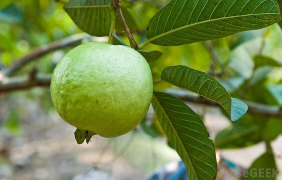 Poudre de feuilles de goyave/Feuilles Tisane minceur brûleur de graisses  soins de la peau 100 % bio -  France