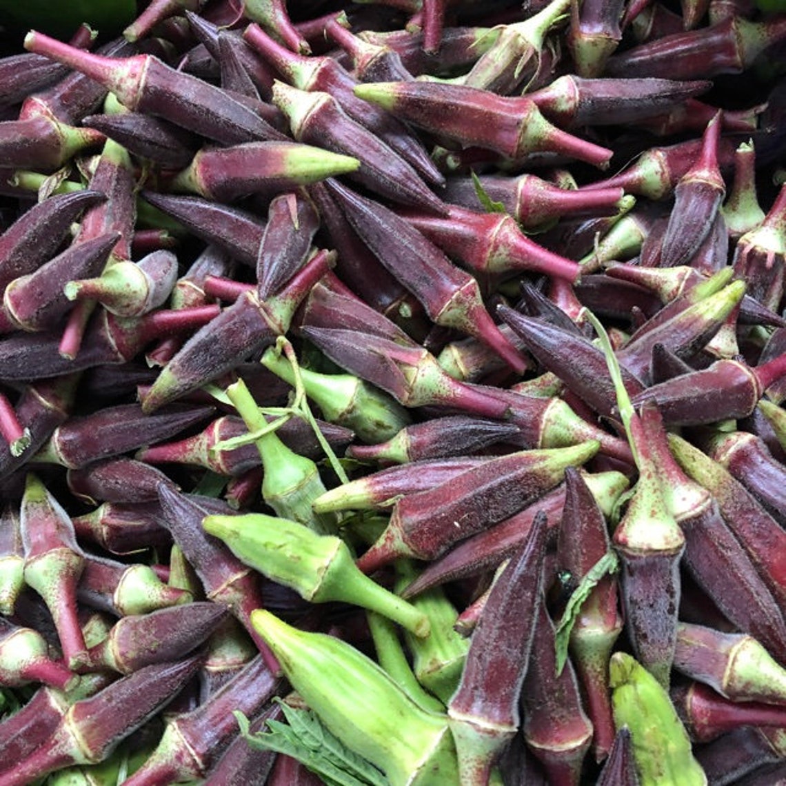 Red okra seeds for home garden from sri lanka ceylon products Etsy