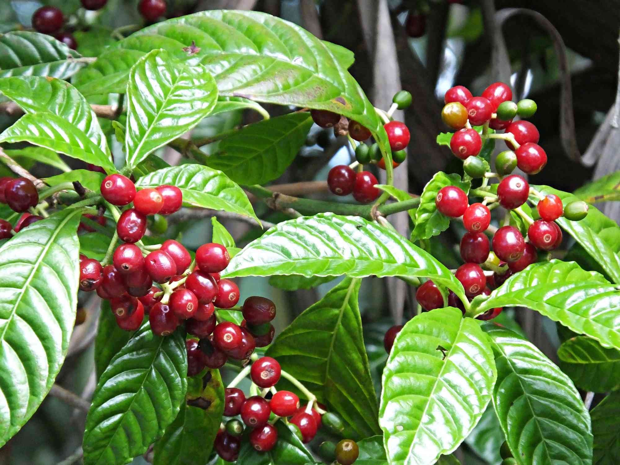 Cultivo de semillas de café DWARF COFFEE PLANT 20 semillas